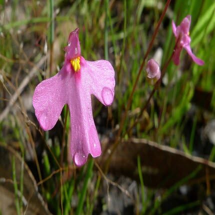 Pink Utricularia Flower Seeds