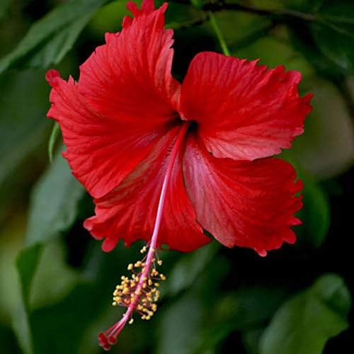 Red PC Hibiscus Flower Seeds