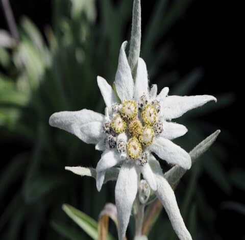 White Edelweiss Flower Seeds