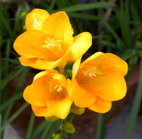Yellow Freesias Flower Seeds