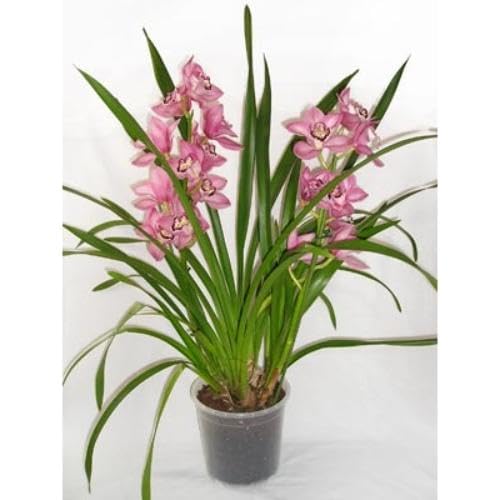 Pink Cymbidium Flower Seeds