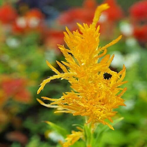 Yellow Astilbe Flower 