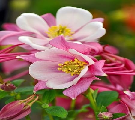 pink columbine flower seeds