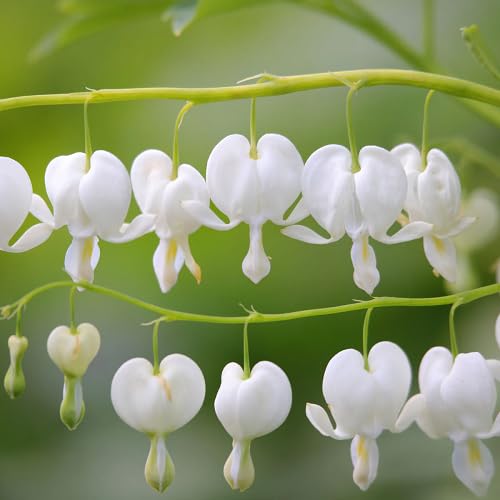 White Bleeding Heart Flower Seeds