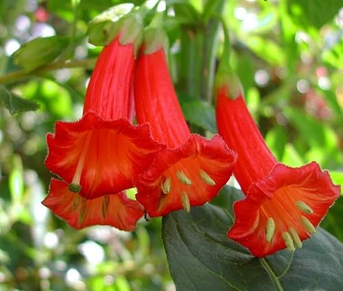Lochroma Flower Seeds