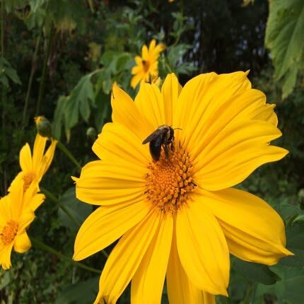 Tithonia diversifolia Flower Seeds