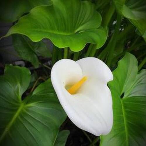 white zantedeschia aethiopica flower