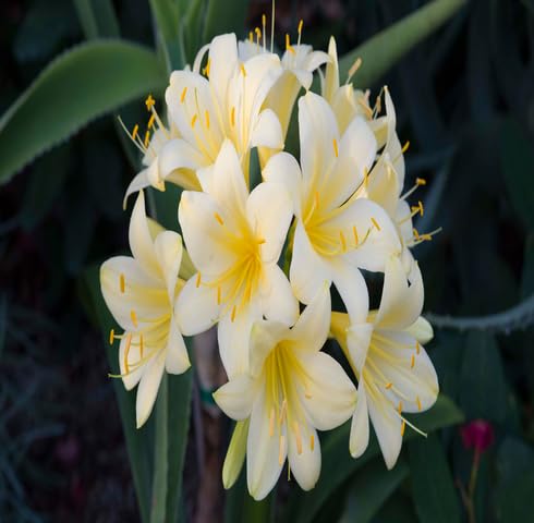 White Yellow Clivia Flower Seeds