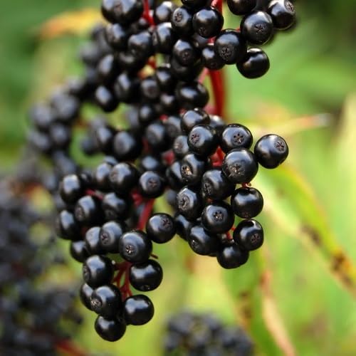 Black Sambucus Fruits . Fruit fruit seeds for organic garden planting