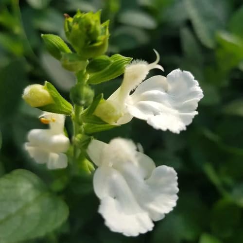 White Salvia Flower Seeds