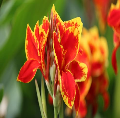 Red Yellow Canna Lily Flower Seeds