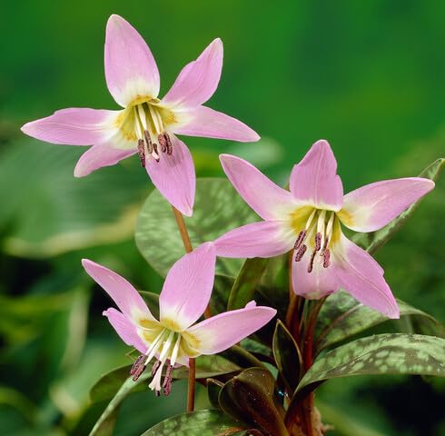 Pink Erythronium Dens Flower Seeds