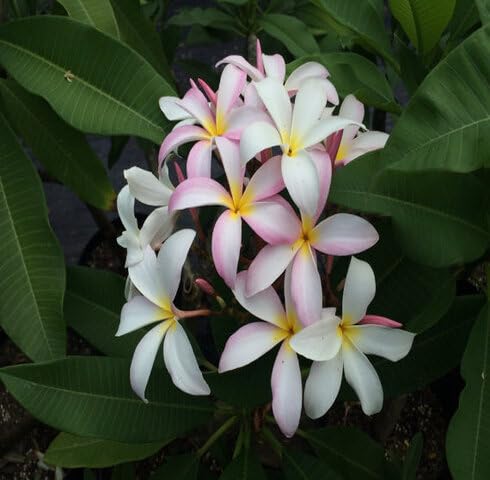 Pink White Plumeria Flower Seeds