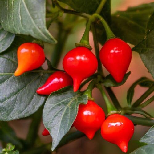 biquinho vegetable seeds for Home Gardening, Natural Farm Fresh Gardening Choice Premium for kitchen garden planting