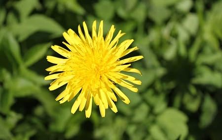 yellow dandelion flower seeds