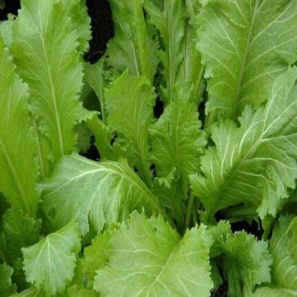 Mustard Green vegetable seeds for Home Gardening, Fast Growing Home Garden Variety for kitchen garden planting