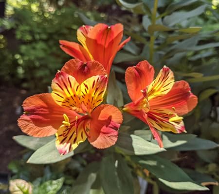 orange alstroemeria flower seeds