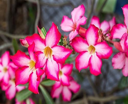 pink desert rose flowers