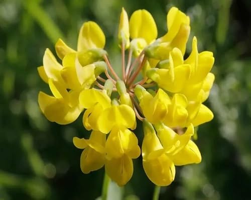 Yellow Coronilla Coronata Flowers Seeds
