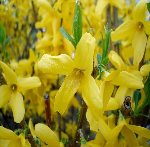 Yellow Forsythia Flower Seeds