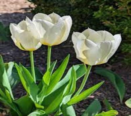 Yellow Tulip Flower Seeds