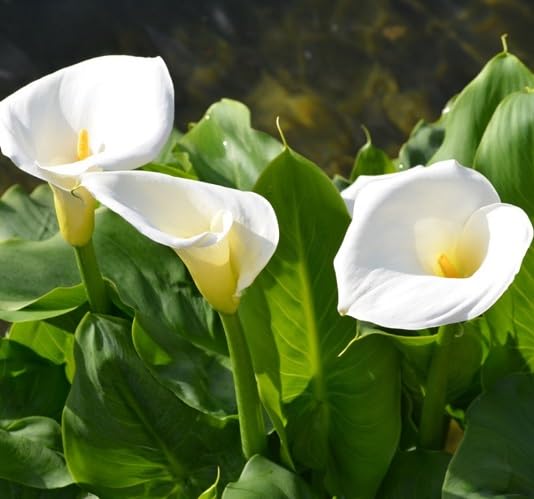 White Calla Lily Flower Seeds