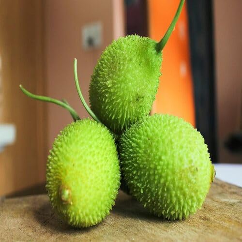 Green Kantola vegetable seeds - Heirloom, Organic, Non Gmo Garden Seeds for kitchen garden planting