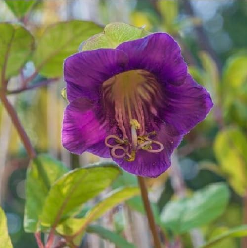 Purple Cobaea Flower Seeds