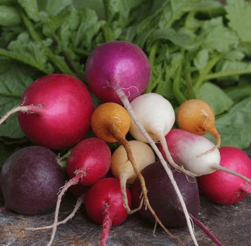 Mixed Radish vegetable seeds - Heirloom, Organic, Non Gmo Garden Seeds for kitchen garden planting