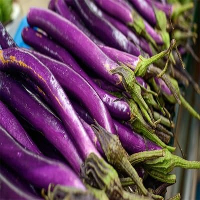 Eggplant vegetable seeds Purple vegetable seeds for Home Gardening, Healthy Culinary Garden Variety for kitchen garden planting