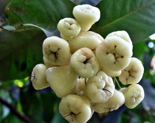White Rose Apple Fruit Seeds