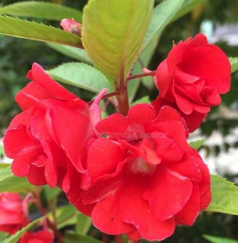 Balsam Flower Seeds