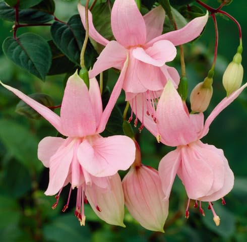 Pink Fuchsia Flower Seeds