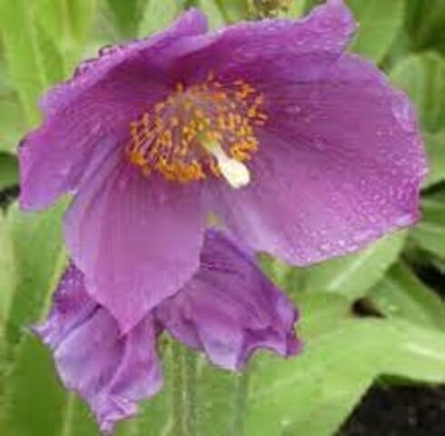 Purple Meconopsis Flower Seeds
