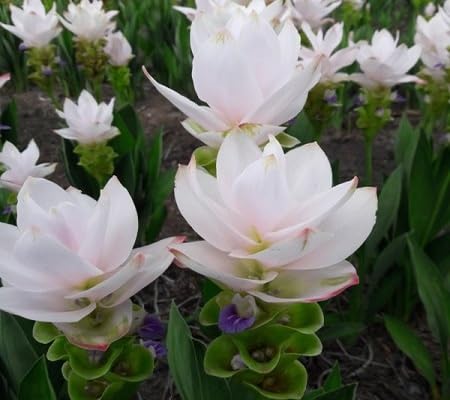 white curcuma flower seeds