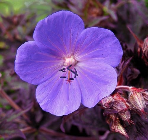 Violet Geranium Flower Seeds
