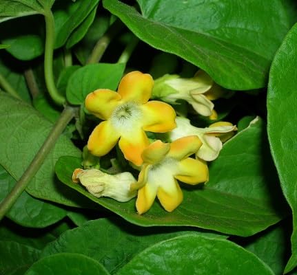 Yellow Telosma cordata Flower Seeds