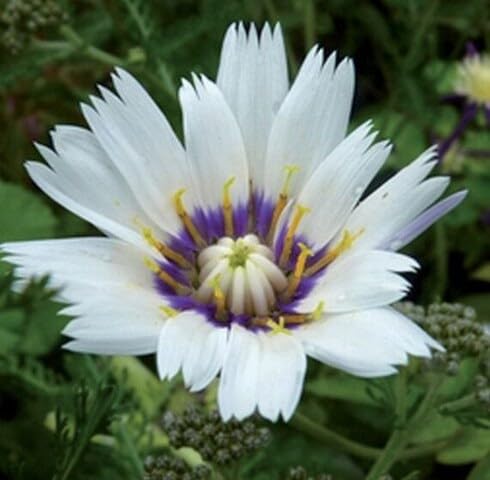 White Catananche Flower Seeds