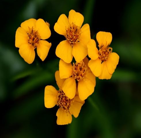Yellow Tarragon Flower Seeds