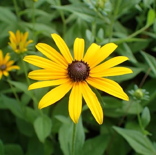 Yellow Rudbeckia Flower Seeds