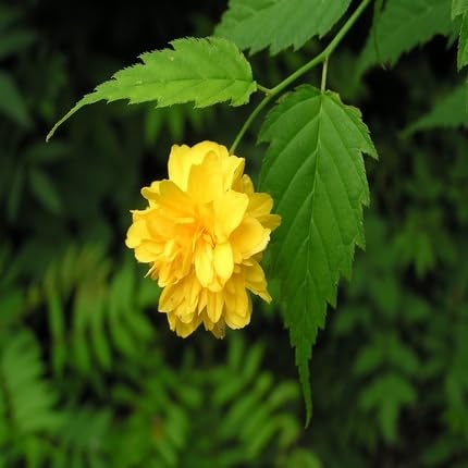 Yellow Kerria Flower Seeds