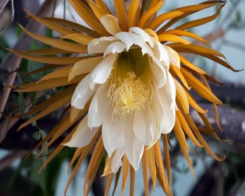 White Selenicereus Grandifloru Flowers Seeds