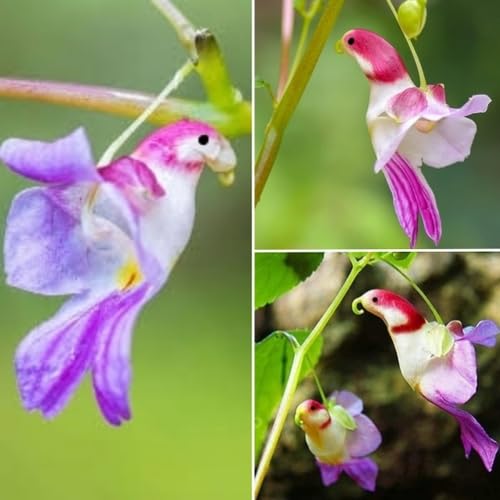 Mixed ParrotOrchid Flower Seeds
