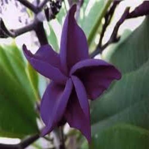 Purple Plumeria Flower Seeds