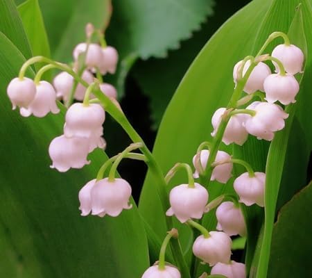 Lily The Valley Flower Seeds