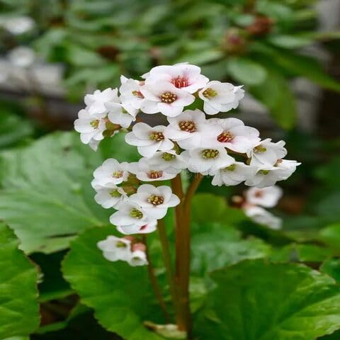Bergenia Flower Seeds