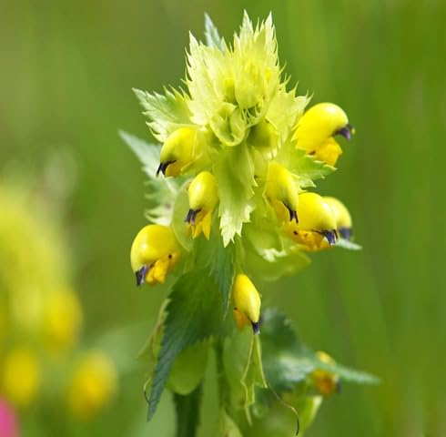 Yellow Rhinanthus Flower Seeds