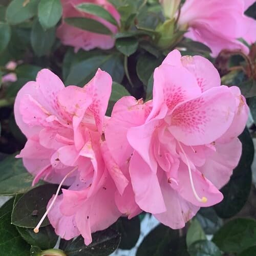 Pink Azalea Flower Seeds