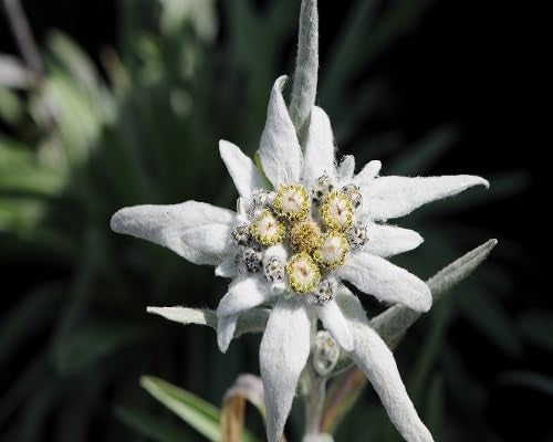 White Edelweiss Flowers Seeds