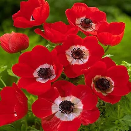 Red Anemone Flower Seeds